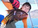 Tim and his speared Mexican Hogfish (female)