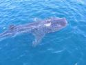 Whale Shark swimming off port side of 'Windfall'