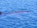 Whale Shark hovering in La Mona, MX