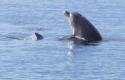 Dolphins feeding in La Paz harbor