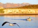 Jim, Bailey and local gull