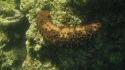 Giant Sea Cucumber