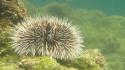 Brown Urchin