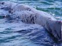 Pruney skin of sperm whale, a distinction from other marine mammals