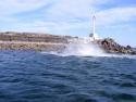 Sperm whale thrashing near rocks