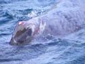 Wounds on a sperm whale