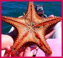 Cool Cushion Star showing off its many wiggly tube feet