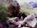 Jim, kids and Bailey hiking Steinbeck's Canyon