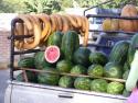 Watermelons and Gourds for sale