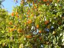 Kumquat trees scatter color and frangrance up and down the narrow streets in Topo